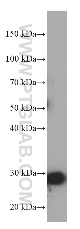MEA1 Monoclonal antibody