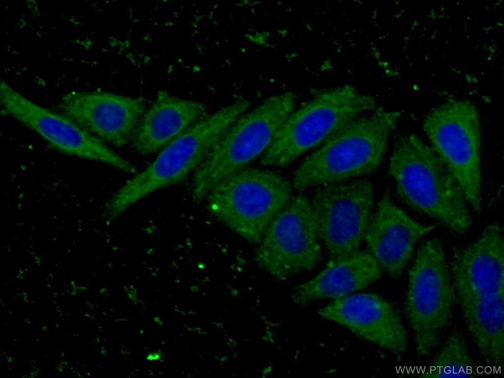 MDH1 Monoclonal antibody