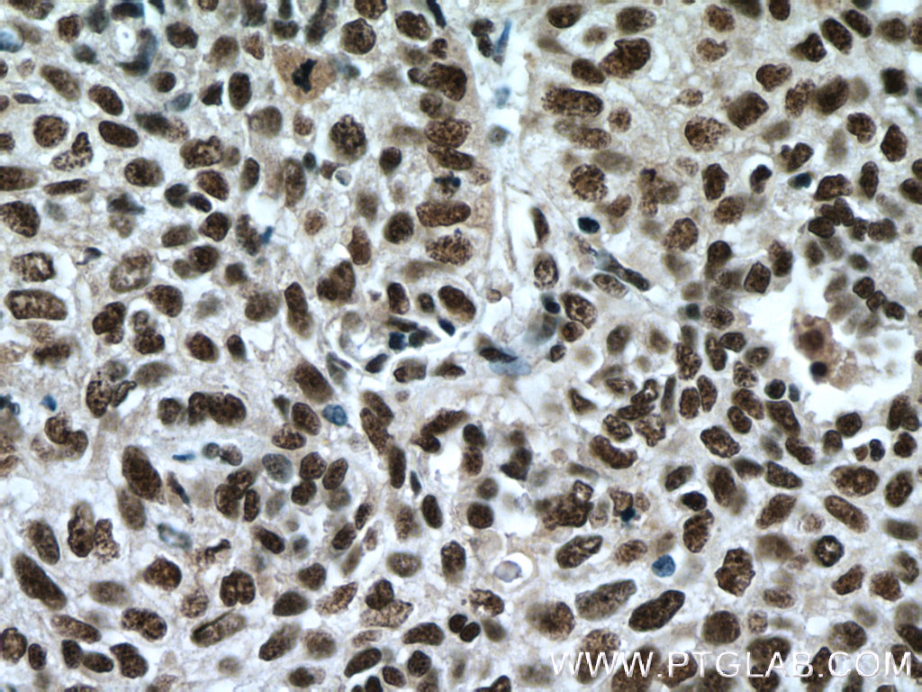 SP1 Monoclonal antibody