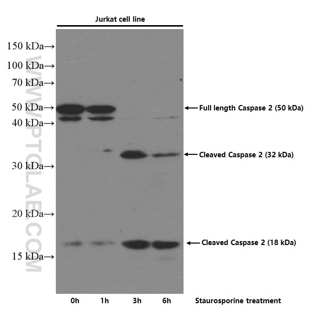 Caspase 2/p32/p18 Monoclonal antibody