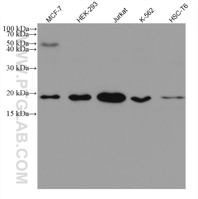 CGGBP1 Monoclonal antibody