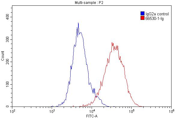 HLA-E Monoclonal antibody