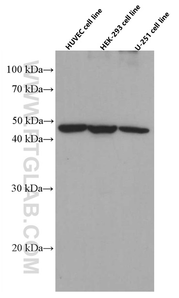 EXOC3L2 Monoclonal antibody