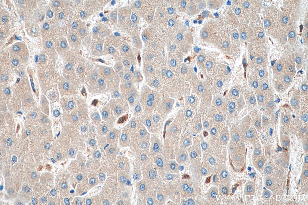 COX4NB Monoclonal antibody