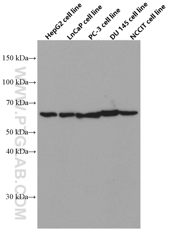 HYAL1 Monoclonal antibody
