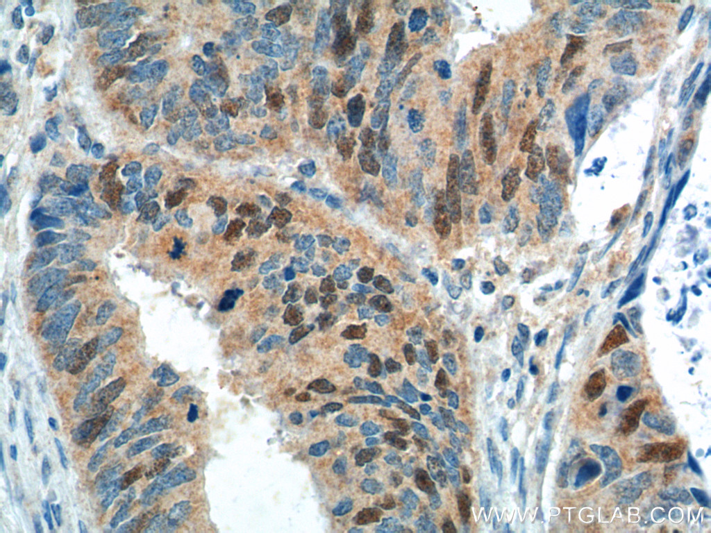 GMNN Monoclonal antibody