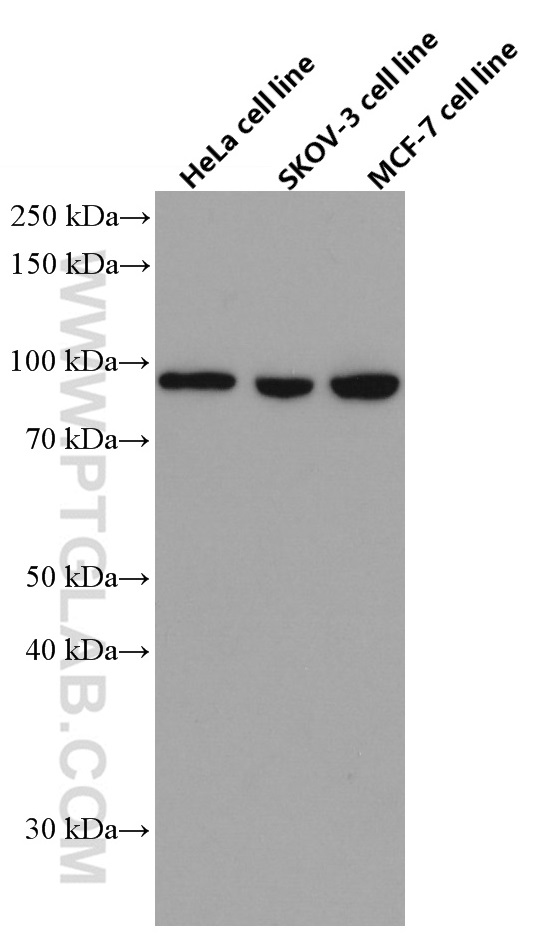 KAT2A/GNC5 Monoclonal antibody