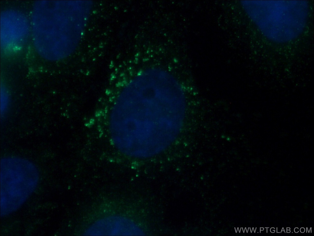 SLC9A9 Monoclonal antibody