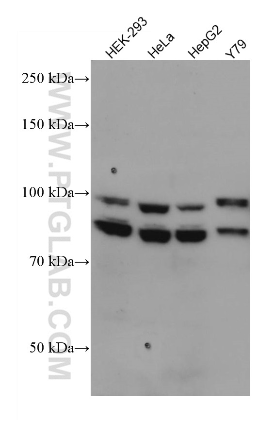 OPA1 Monoclonal antibody