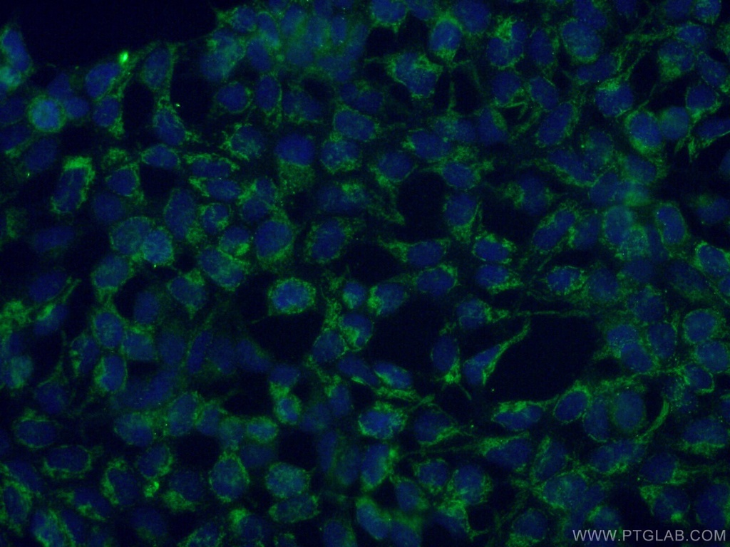 MRPL23 Monoclonal antibody