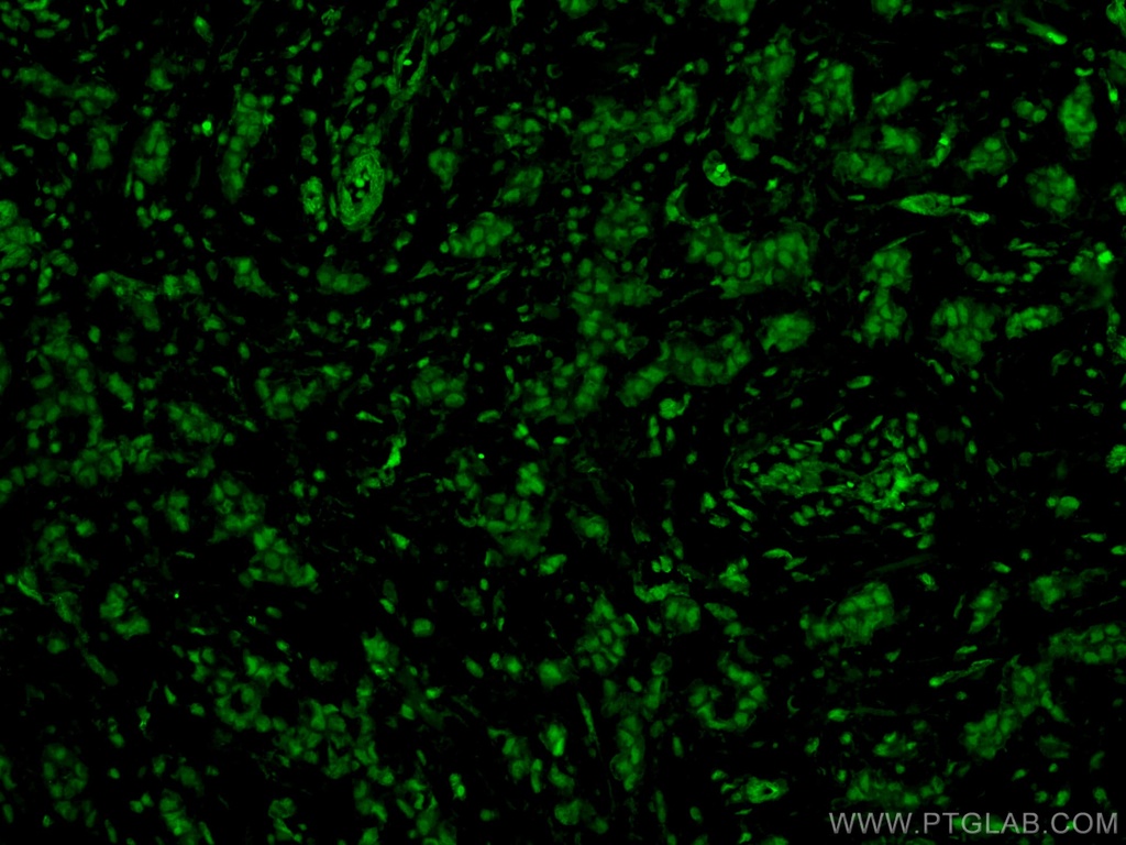 KU70,XRCC6 Monoclonal antibody