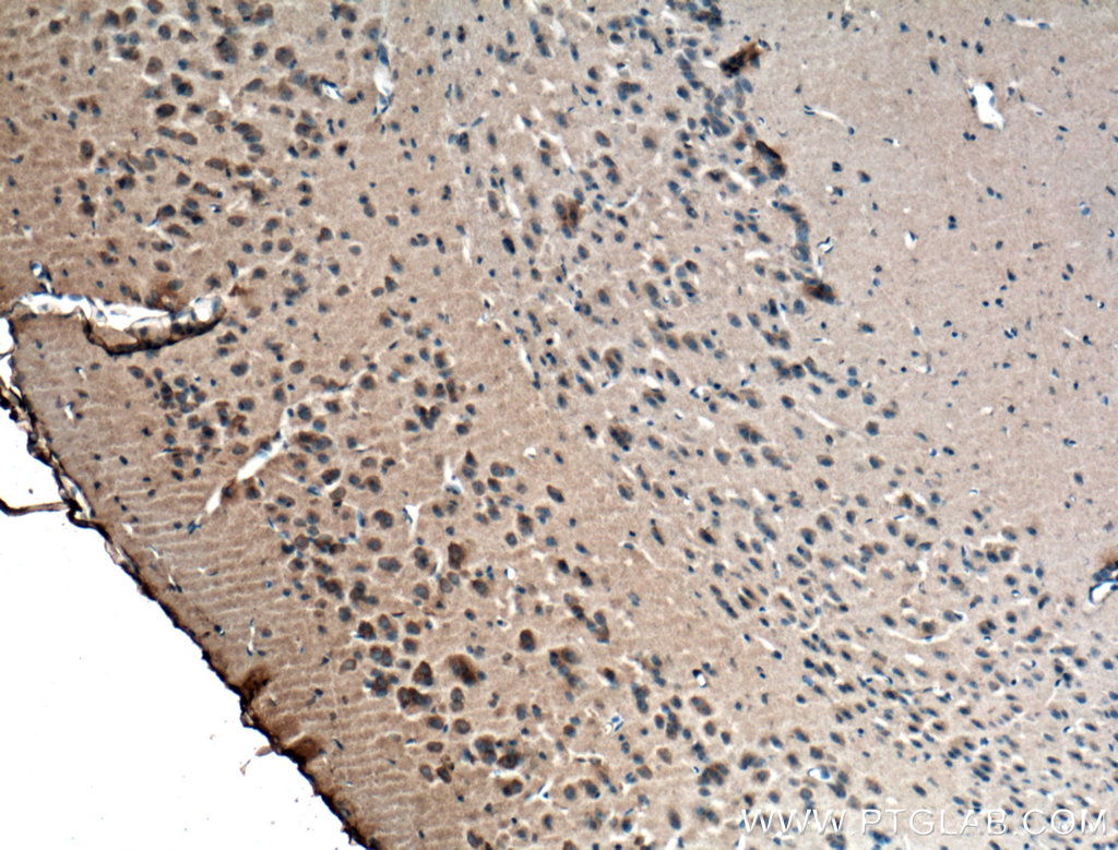 RIC8A Monoclonal antibody