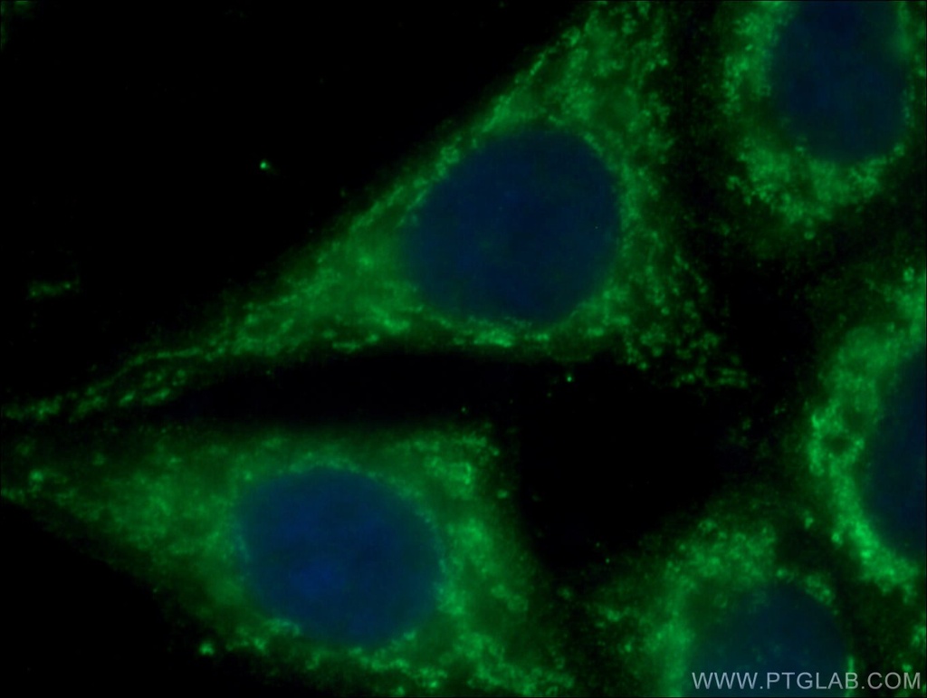 cIAP1 Monoclonal antibody