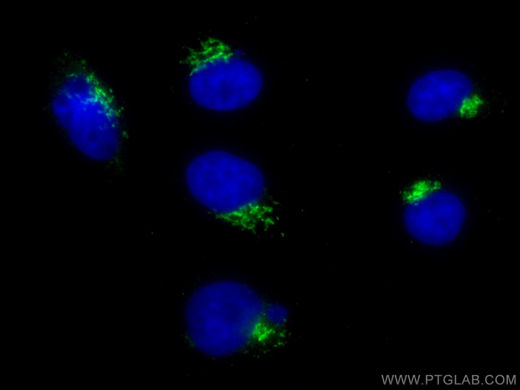 GORASP2 Monoclonal antibody