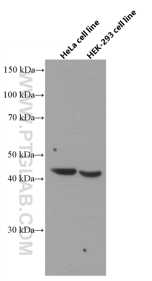 FANCL Monoclonal antibody