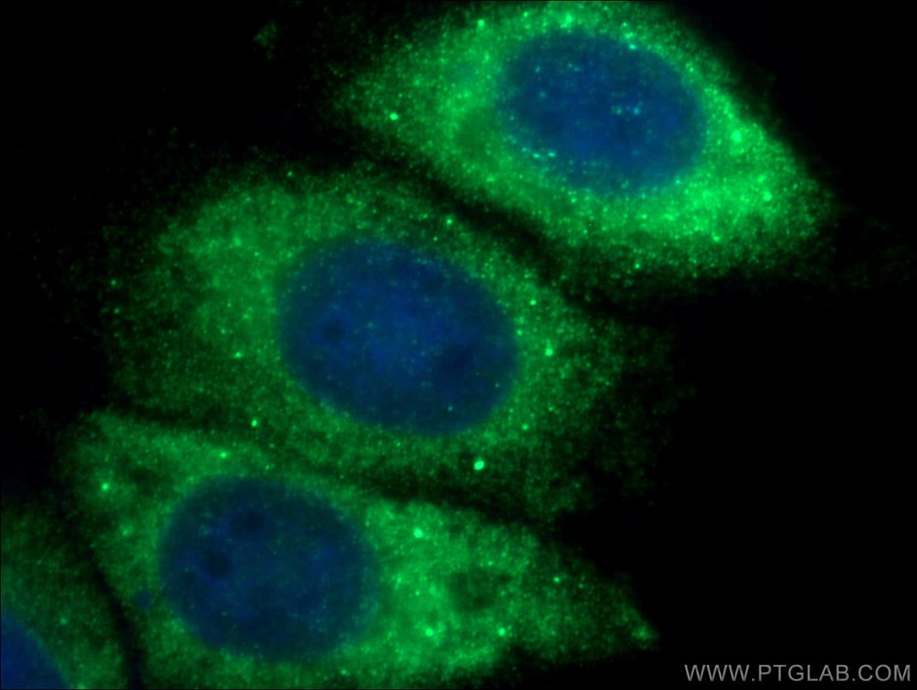 EIF4E Monoclonal antibody