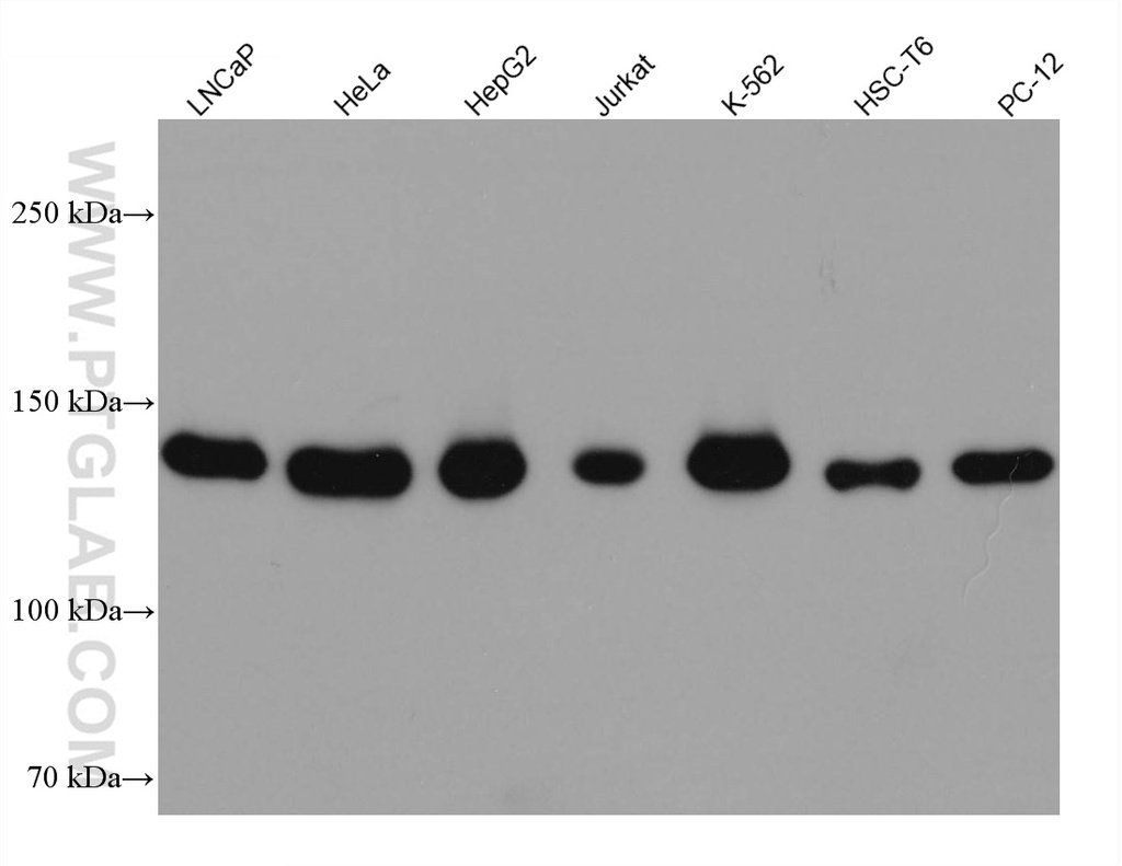 GOLGA2/GM130 Monoclonal antibody