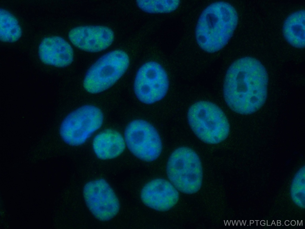 ASF/SF2 Monoclonal antibody