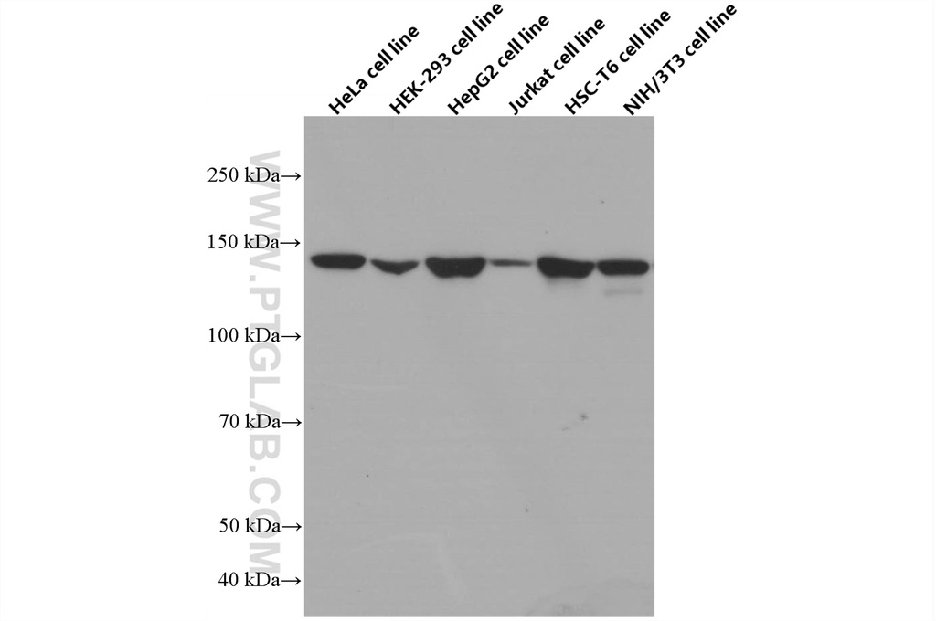 ERC1 Monoclonal antibody