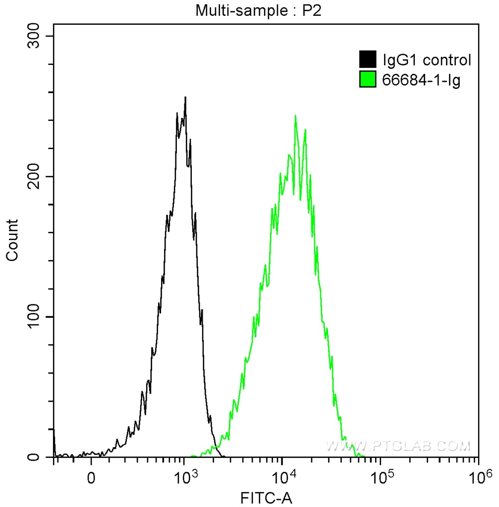 Cytokeratin 13 Monoclonal antibody
