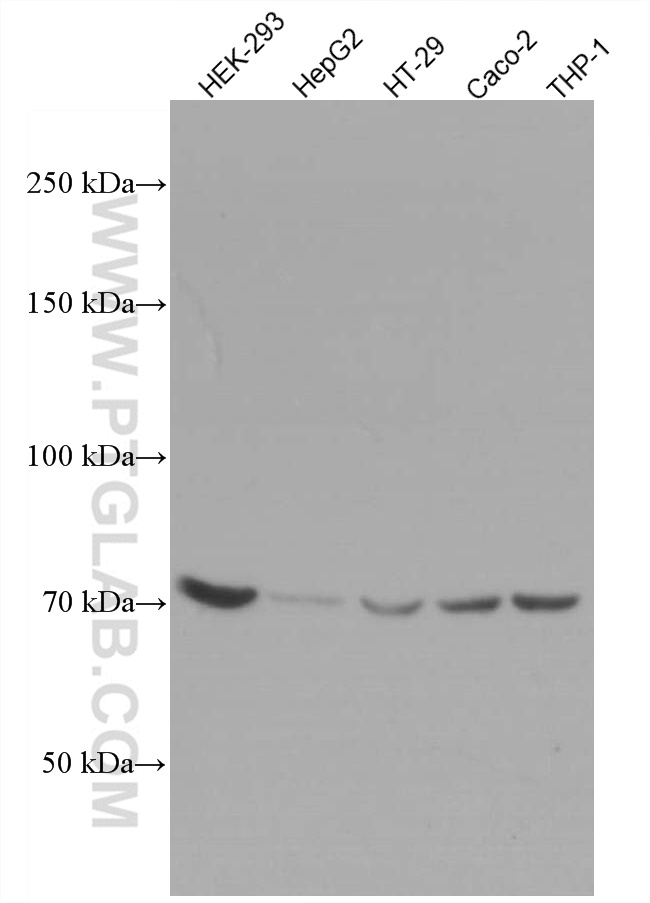 ABCD3 Monoclonal antibody
