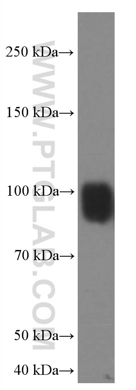 IFNGR1 Monoclonal antibody