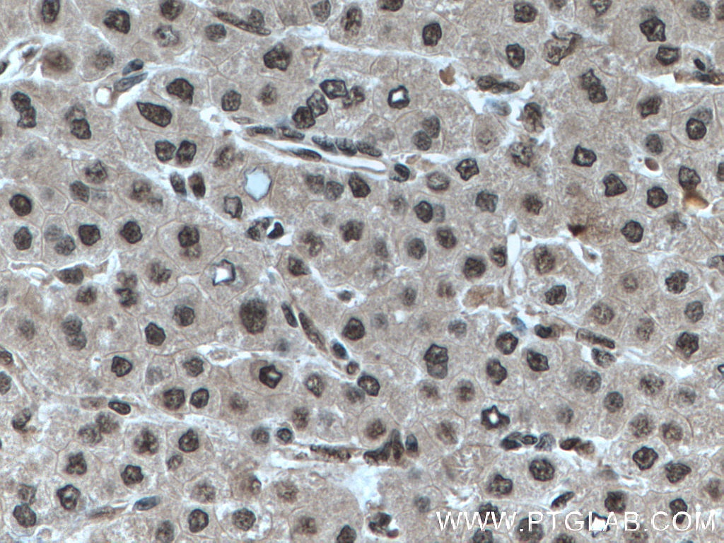 RBX1 Monoclonal antibody