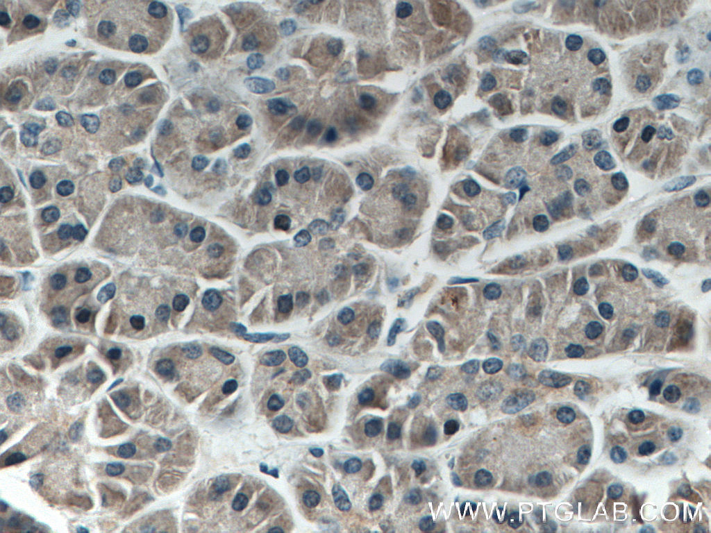 AGO2 Monoclonal antibody
