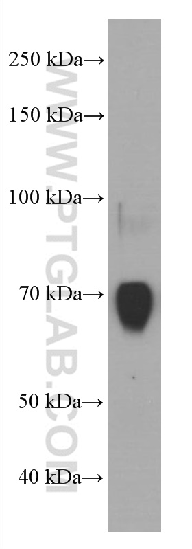 F8 Monoclonal antibody