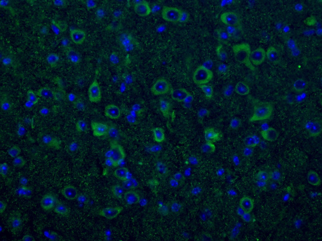 CNPase Monoclonal antibody