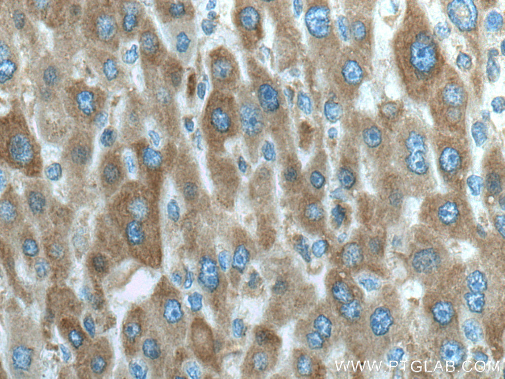 IFIH1/MDA5 Monoclonal antibody