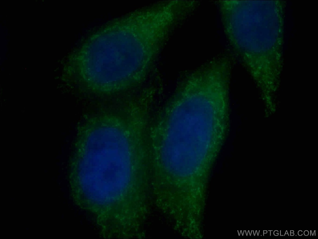 Syntaxin 16 Monoclonal antibody