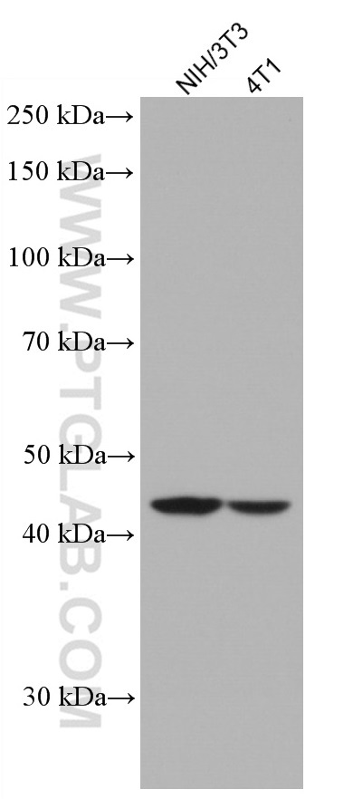 FNTB Monoclonal antibody