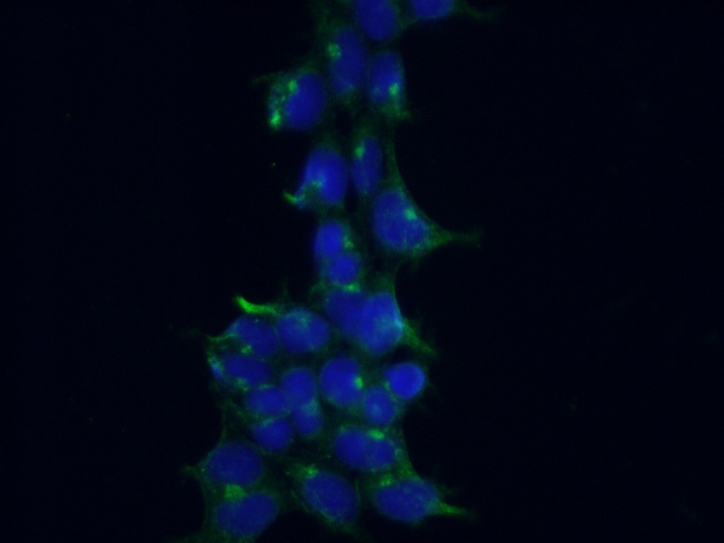 CRACR2A Monoclonal antibody
