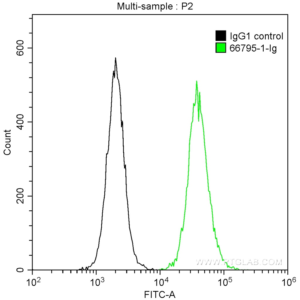 PTPN11 Monoclonal antibody