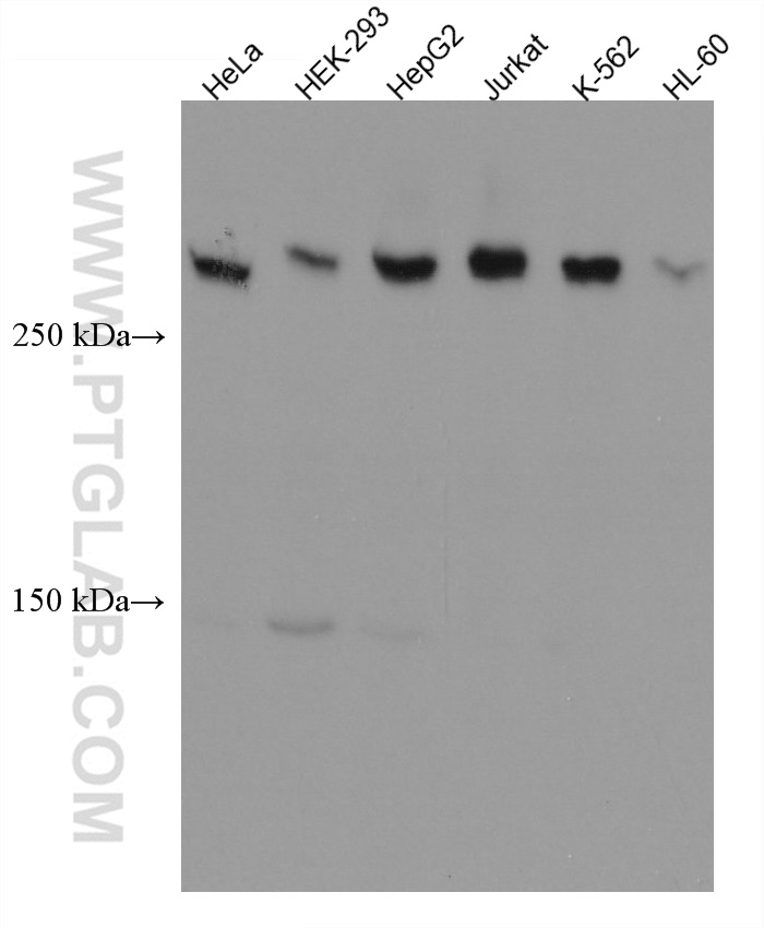 CEP250,C-NAP1 Monoclonal antibody