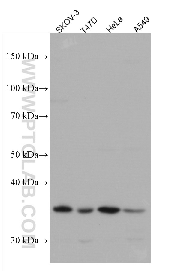 VTCN1 Monoclonal antibody