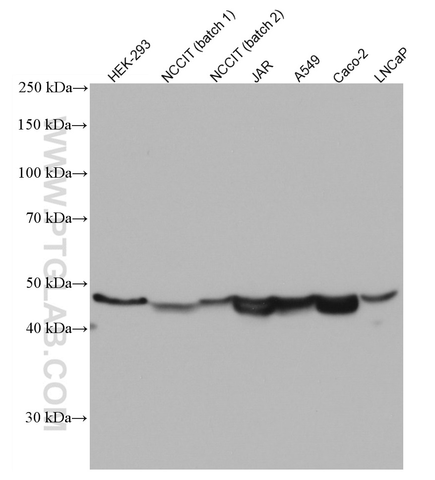 ESRRB Monoclonal antibody