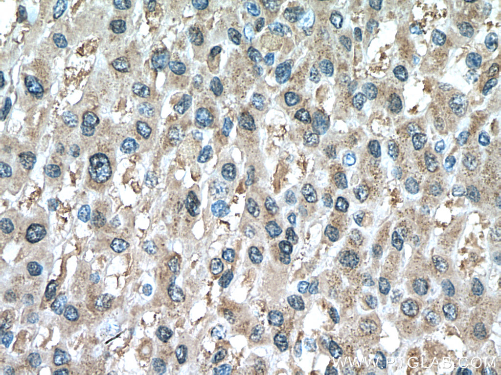 PRDX1 Monoclonal antibody