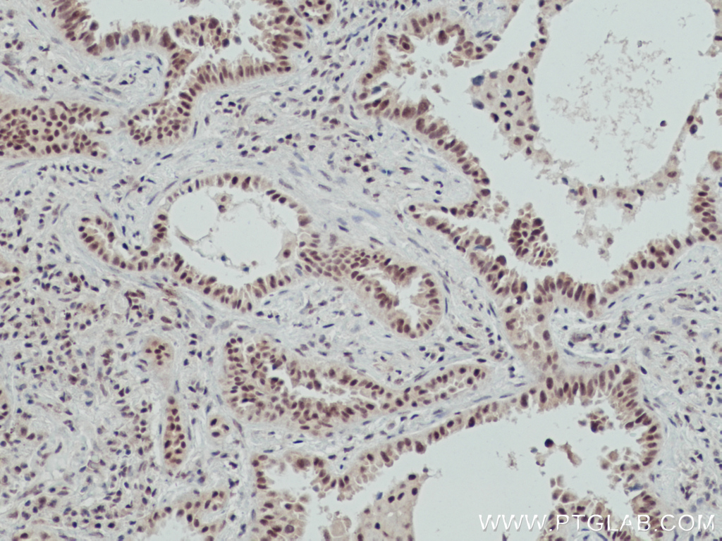 OGT Monoclonal antibody