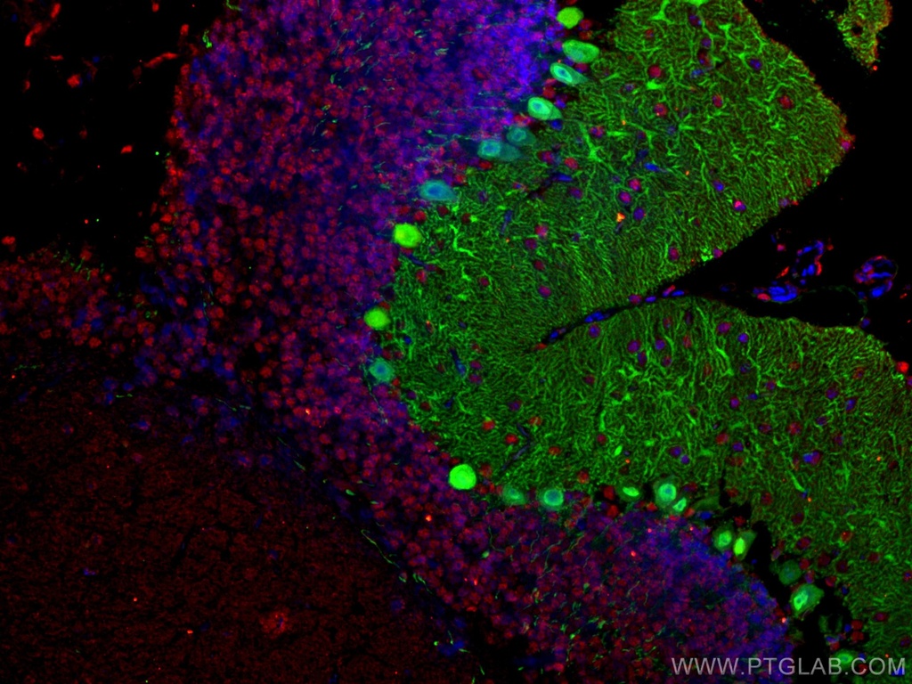 NeuN Monoclonal antibody