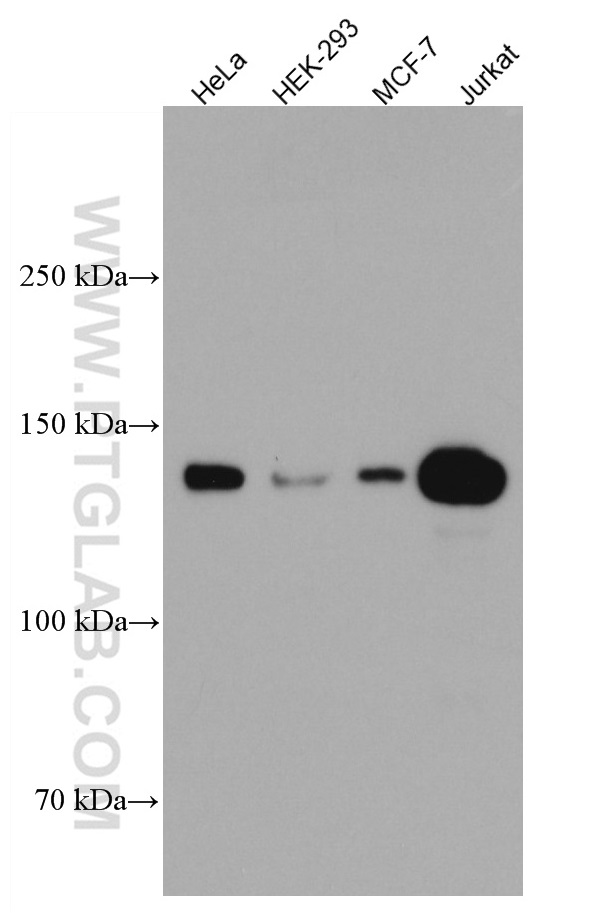 HDAC4 Monoclonal antibody