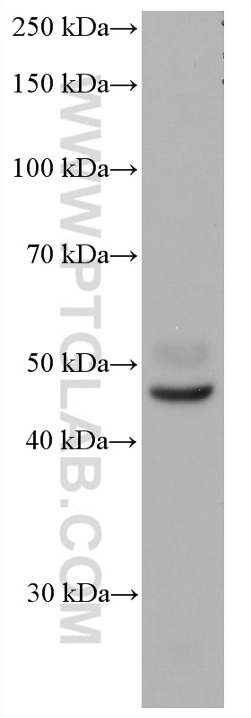 YY2 Monoclonal antibody