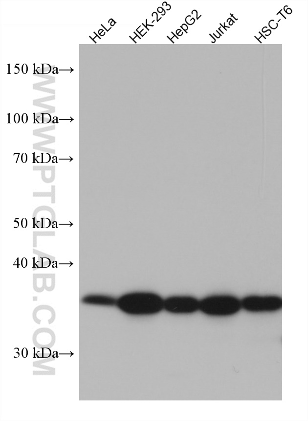CCNY Monoclonal antibody