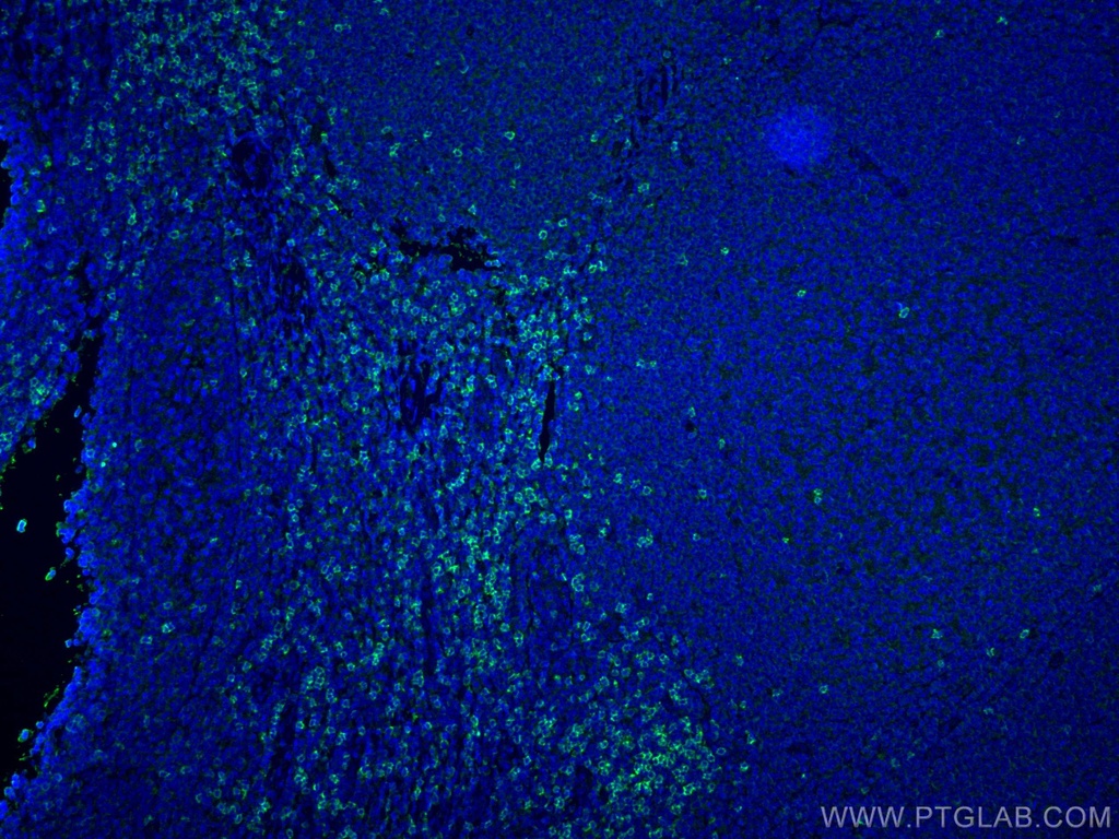 CD8 Monoclonal antibody