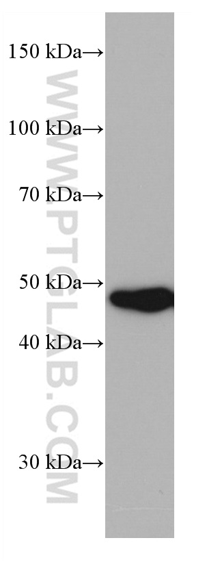 PRMT2 Monoclonal antibody