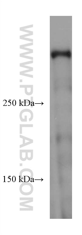 DMXL2 Monoclonal antibody