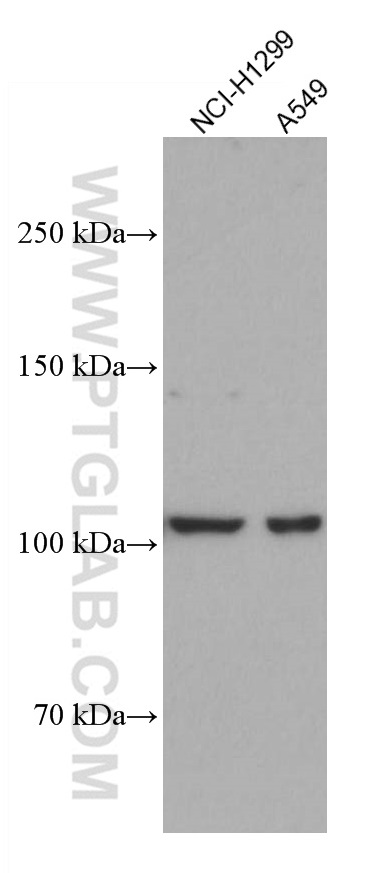 DLC1 Monoclonal antibody