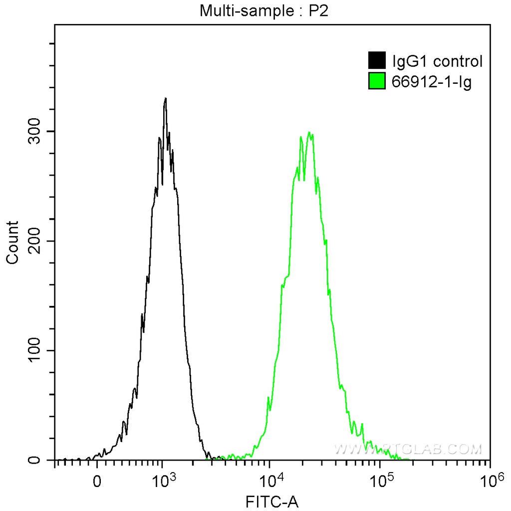 CDC25C Monoclonal antibody