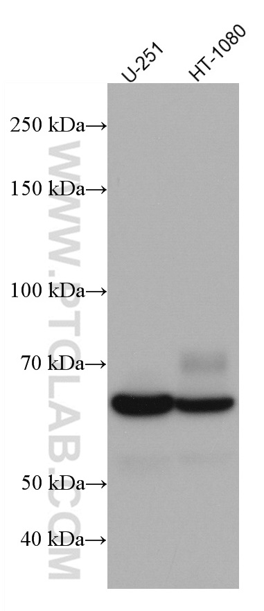 Poliovirus receptor Monoclonal antibody